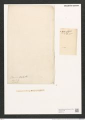Nitzschia sigma var. subcapitata Rabh. (de-Toni-Nr.: Genus 47, Species 2099) Zeichnungen Sammlung Grunow (NHMW-BOT-W0372114)